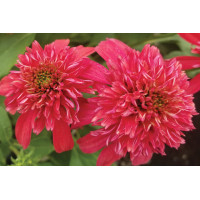 Echinacea Double Scoop Cranberry 21