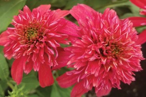 Echinacea Double Scoop Cranberry 72