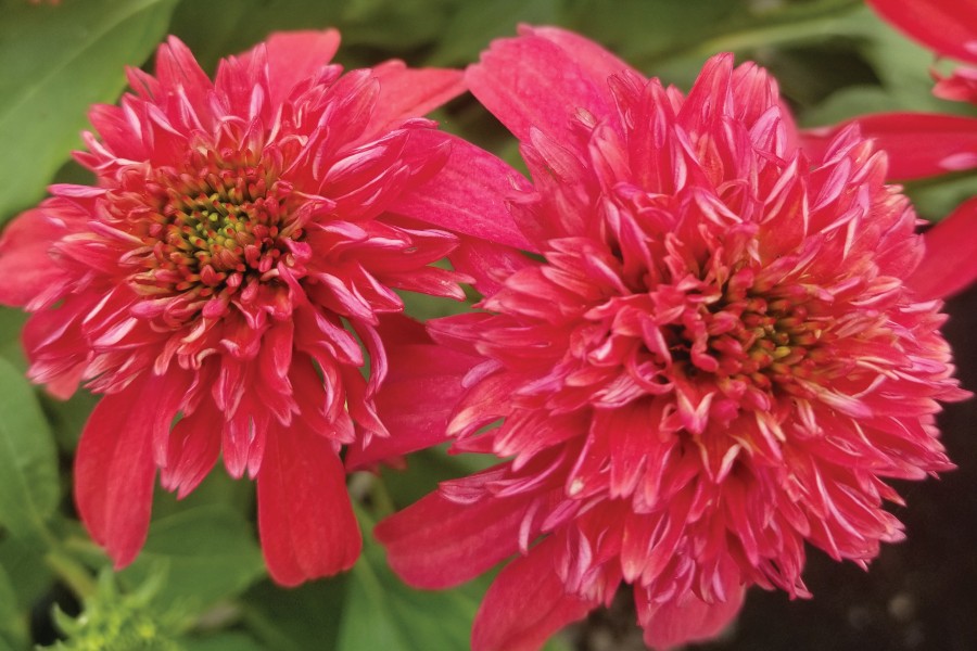 Echinacea Double Scoop Cranberry 21