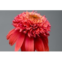 Echinacea Double Scoop Orangeberry 21
