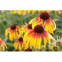 Echinacea Fiery Meadow Mama 21