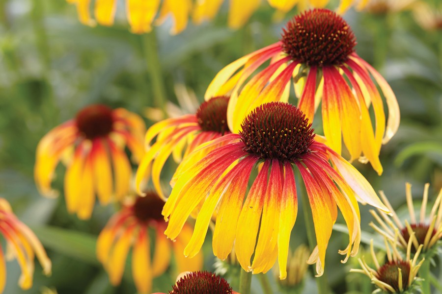 Echinacea Fiery Meadow Mama 21