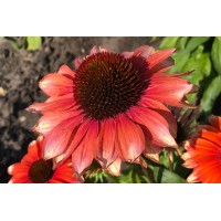 Echinacea Fine Feathered Flamingo 21