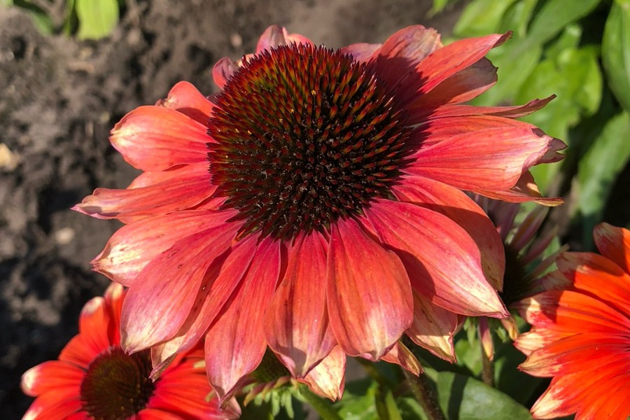 Echinacea Fine Feathered Flamingo 72