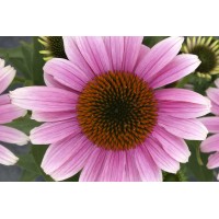 Echinacea French Tips 72