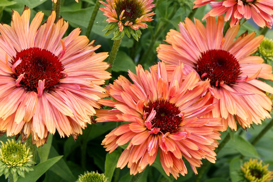 Echinacea Fresco Apricot 72