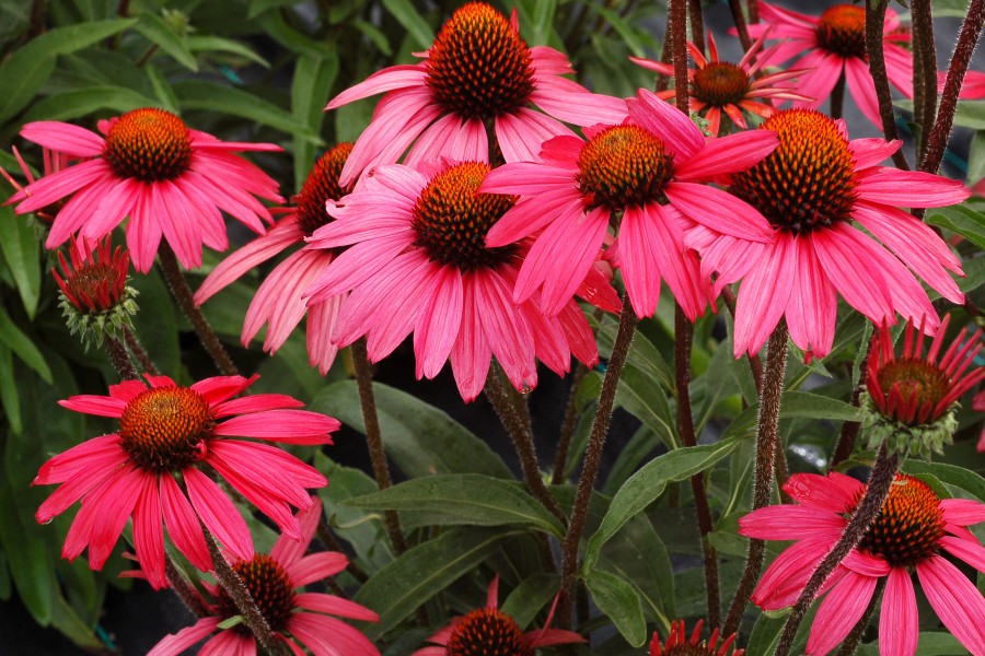 Echinacea Glowing Dream 21