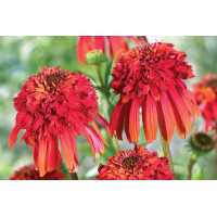 Echinacea Hot Papaya 21