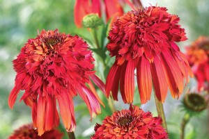 Echinacea Hot Papaya 21