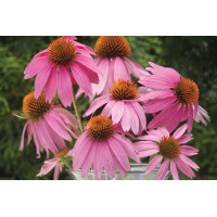 Echinacea Kim’s Knee High 72