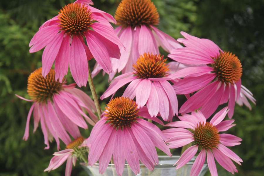 Echinacea Kim’s Knee High 21