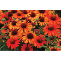 Echinacea Kismet Intense Orange 72