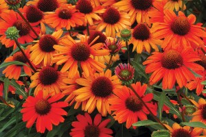 Echinacea Kismet Intense Orange 72