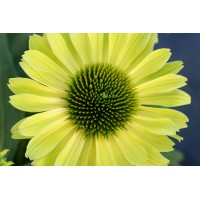 Echinacea Kismet Kiwi 21