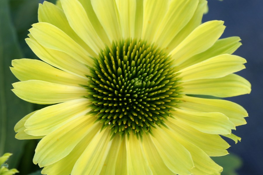 Echinacea Kismet Kiwi 21 Echinacea Kismet Kiwi 21