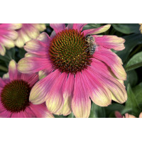 Echinacea Kismet Pink Lemonade 21