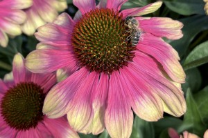 Echinacea Kismet Pink Lemonade 72