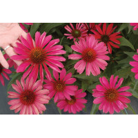 Echinacea Kismet Raspberry 72