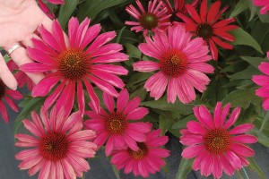 Echinacea Kismet Raspberry 21