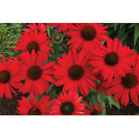 Echinacea Kismet Red 21