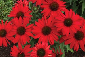 Echinacea Kismet Red 21