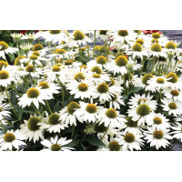 Echinacea Kismet White 21