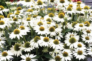 Echinacea Kismet White 21