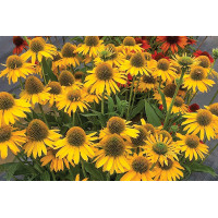 Echinacea Kismet Yellow 72