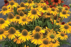 Echinacea Kismet Yellow 72