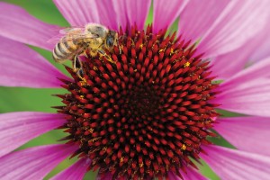 Echinacea Magnus 72-V