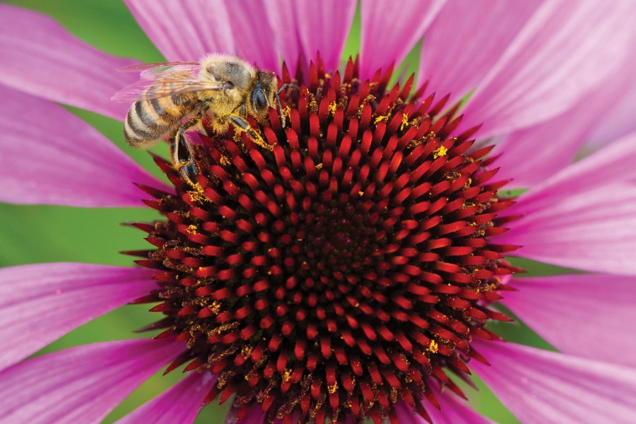 Echinacea Magnus 72-V