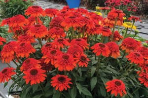 Echinacea Moab Sunset 21