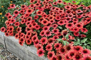 Echinacea Panama Red 21