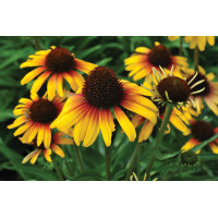 Echinacea Parrot 21