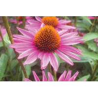 Echinacea Pica Bella 21