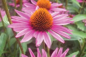 Echinacea Pica Bella 21