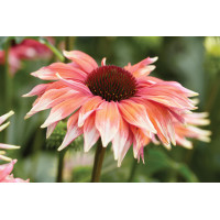 Echinacea Playful Meadow Mama 72