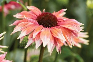 Echinacea Playful Meadow Mama 21