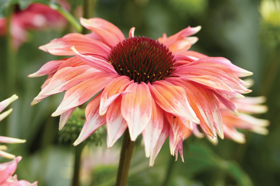 Echinacea Playful Meadow Mama 21