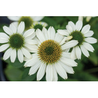 Echinacea PowWow White 21