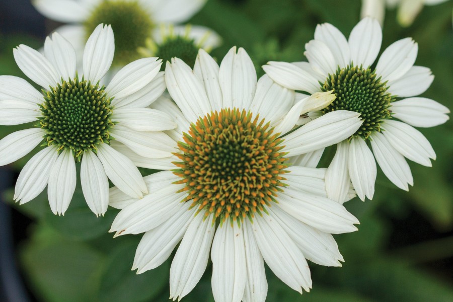 Echinacea PowWow White 72