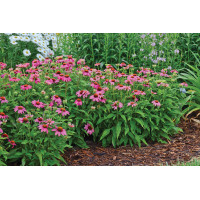 Echinacea PowWow Wild Berry 21