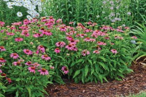 Echinacea PowWow Wild Berry 72