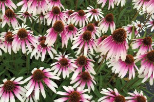 Echinacea Pretty Parasols 72