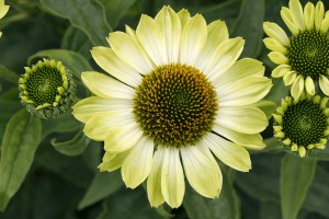 Echinacea Prima Lime 21