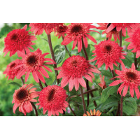 Echinacea Raspberry Truffle 72