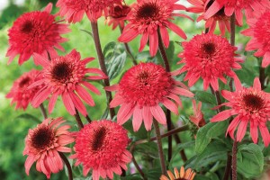 Echinacea Raspberry Truffle 72