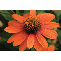 Echinacea Sombrero Adobe Orange 72