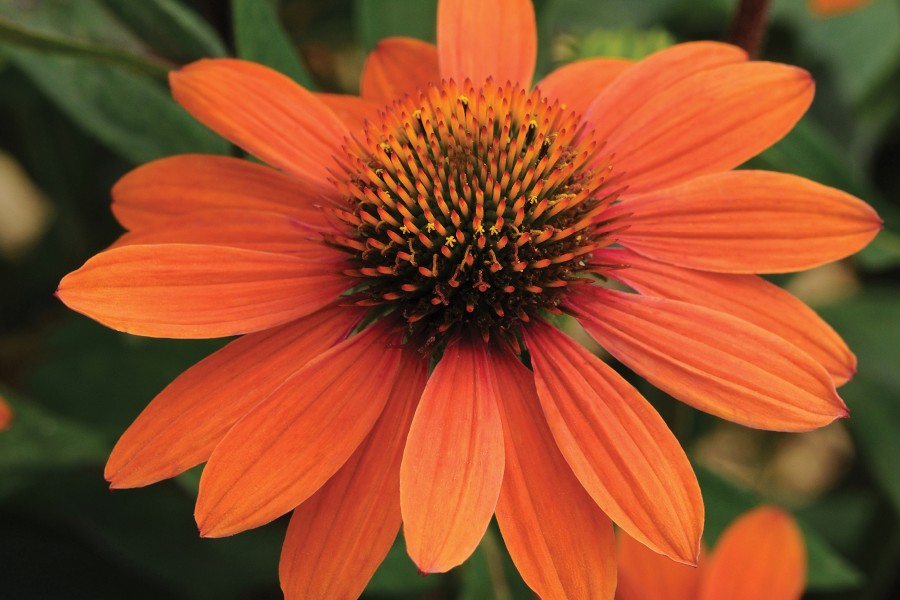 Echinacea Sombrero Adobe Orange 72