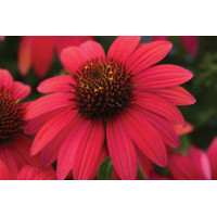 Echinacea Sombrero Baja Burgundy 72